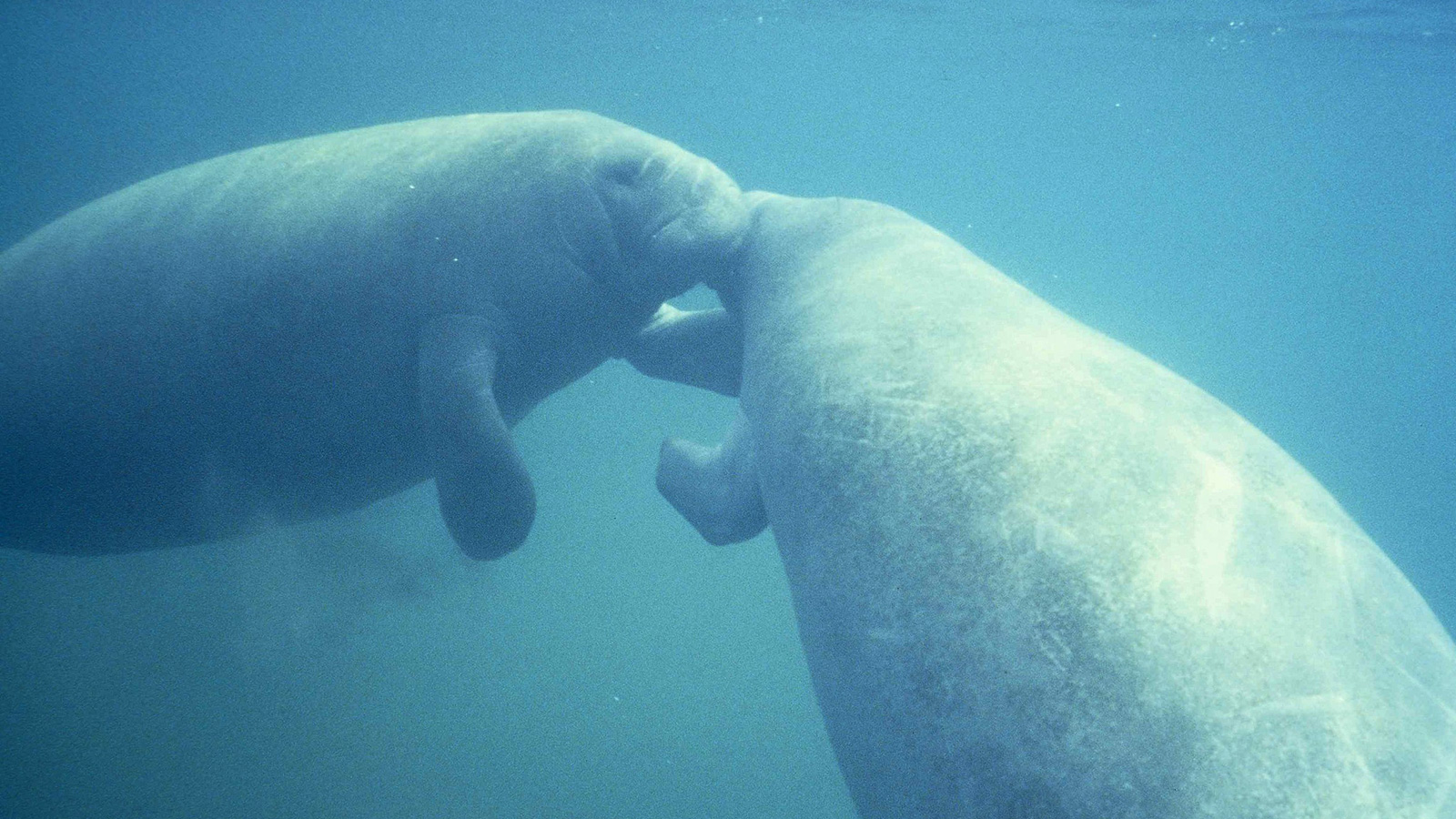 Manatees in Biscayne Bay Manatees in Biscayne Bay