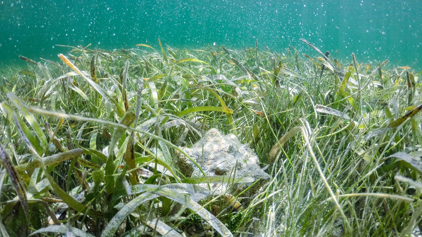 Sea grass in Biscayne Bay Sea grass in Biscayne Bay