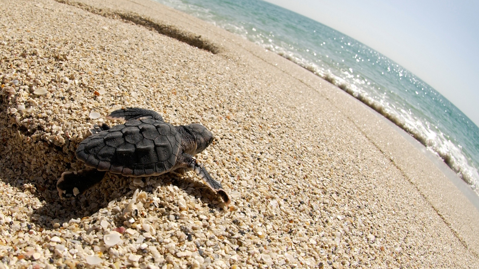 Sea turtle on Biscayne Bay Sea turtle on Biscayne Bay