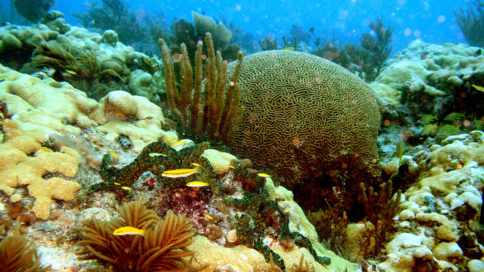 Coral reef in Biscayne Bay Coral reef in Biscayne Bay