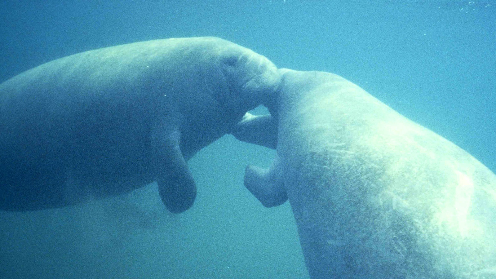 Manatees | Biscayne Bay Recovery