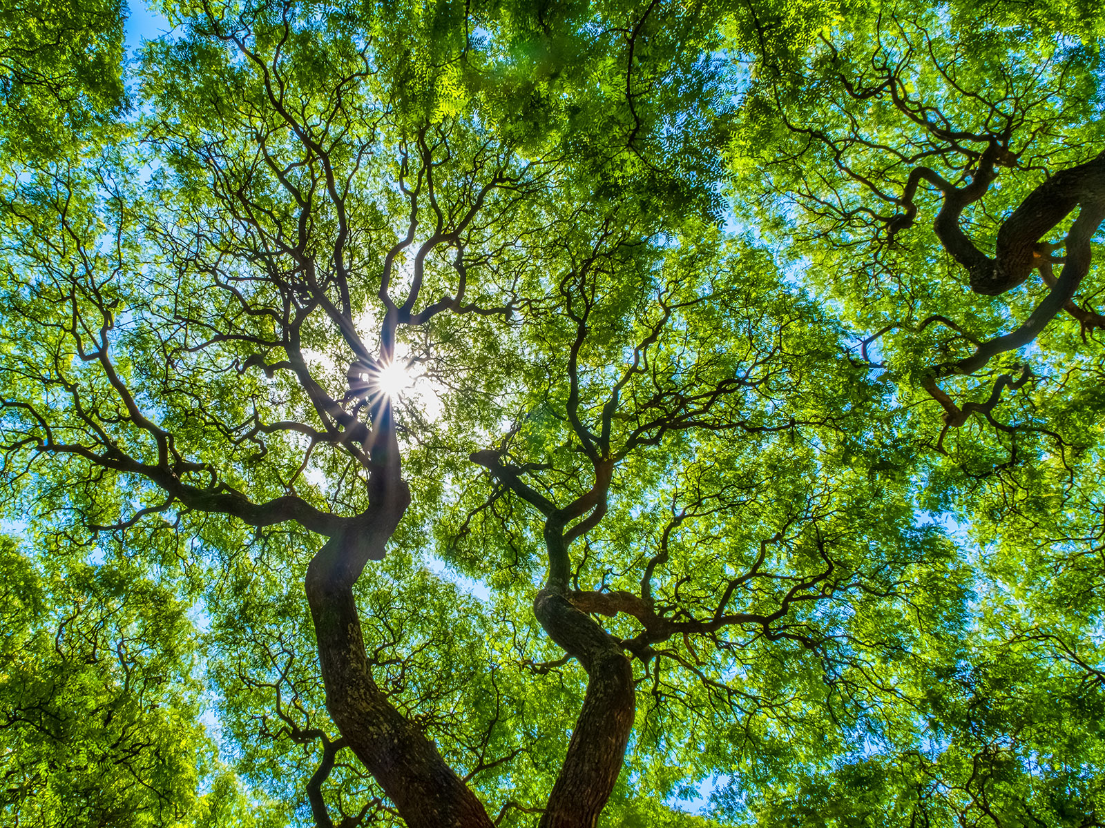 The shade of a tree. Legacy Society The shade of a tree. Legacy Society