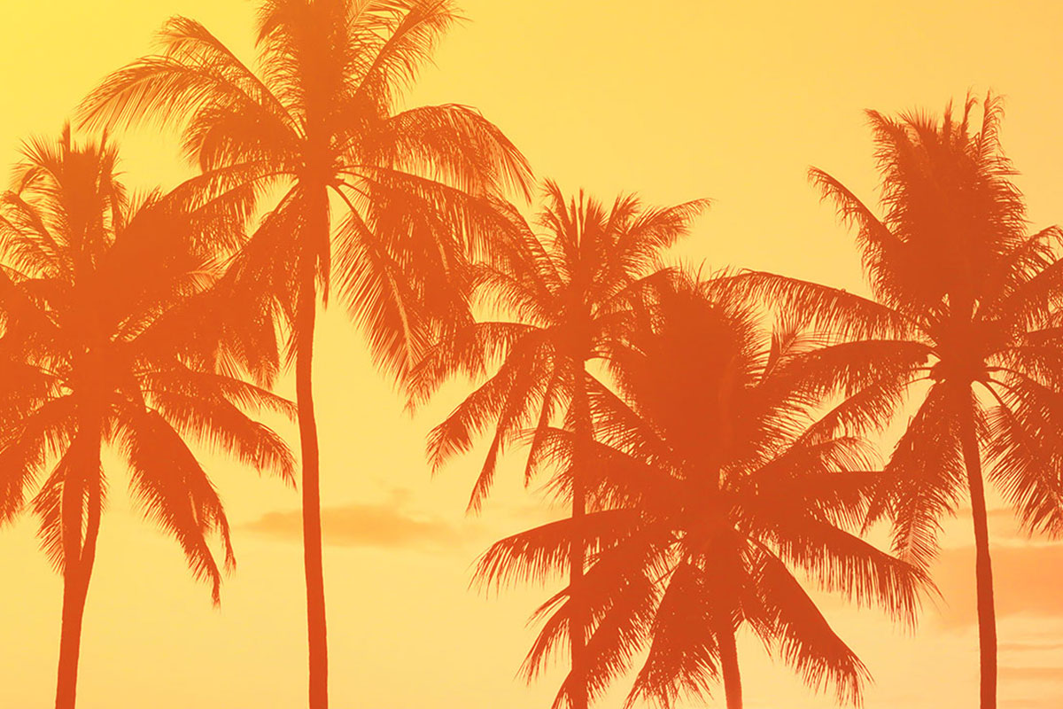 Sunset with palm trees. The Miami Foundation